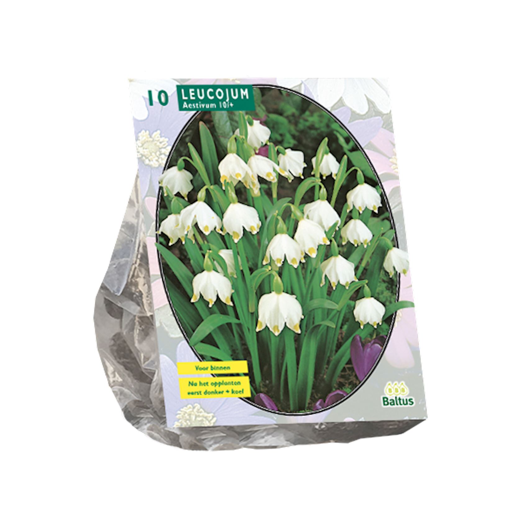 Baltus lenteklokje'Leucojum'- Voorjaarsbloembollen - Per 10 bollen (wit) afbeelding