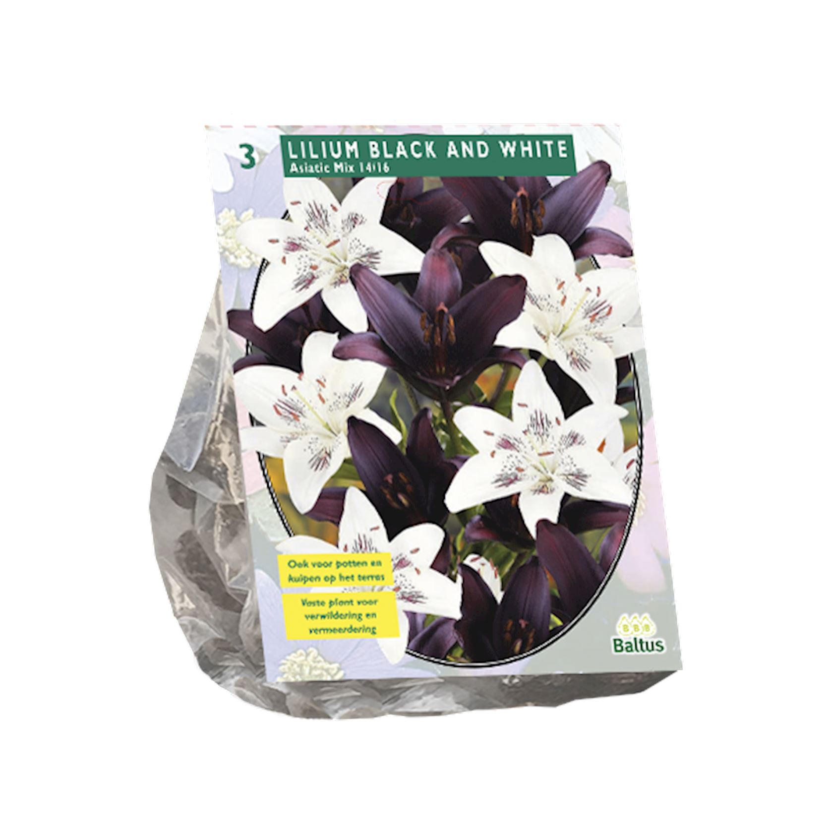 Baltus lelies'Lilium Black and White'- Najaarsbloeiers - Per 3 bollen (zwart, wit) afbeelding