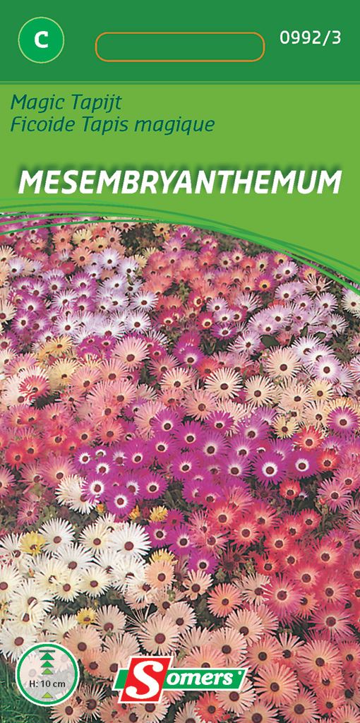 Somers - bloemzaden - Magisch Tapijt Mesembryanthemum afbeelding