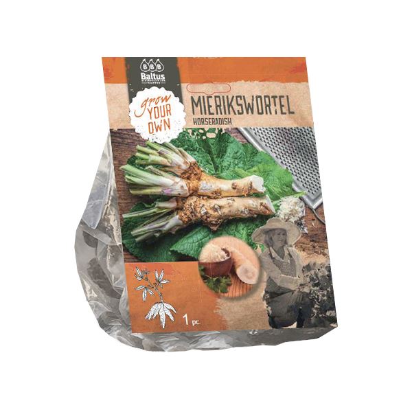 Baltus mierikswortel'Armoracia Rusticana'- 1 plant afbeelding