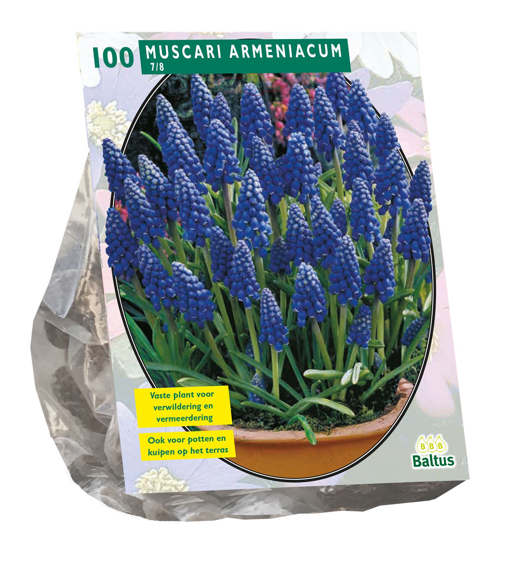Baltus 'Muscari Armeniacum' - voorjaarsbloeiers - 100 bollen