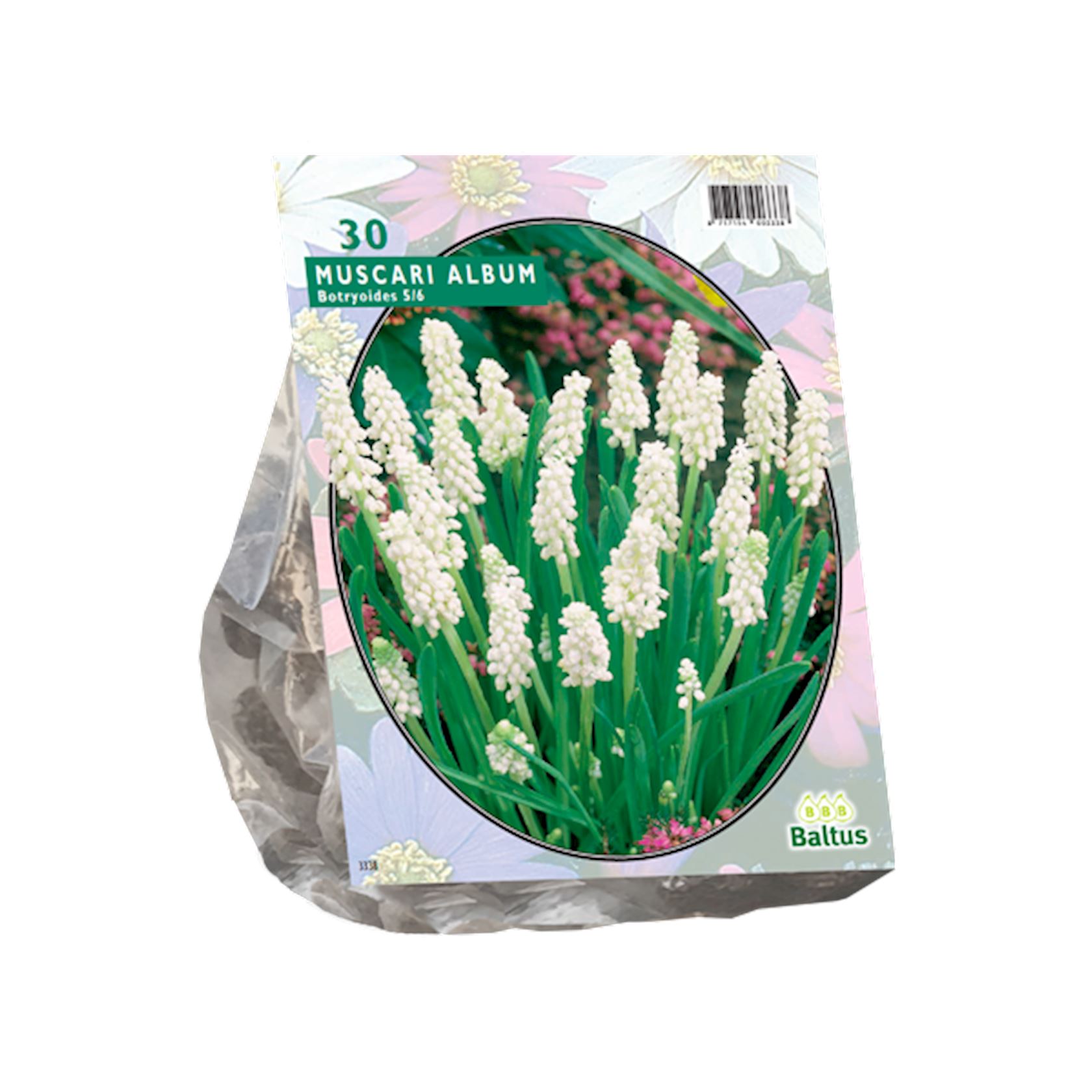Baltus Muscari Botryoides Album - Blauwe Druif wit - 30 stuks