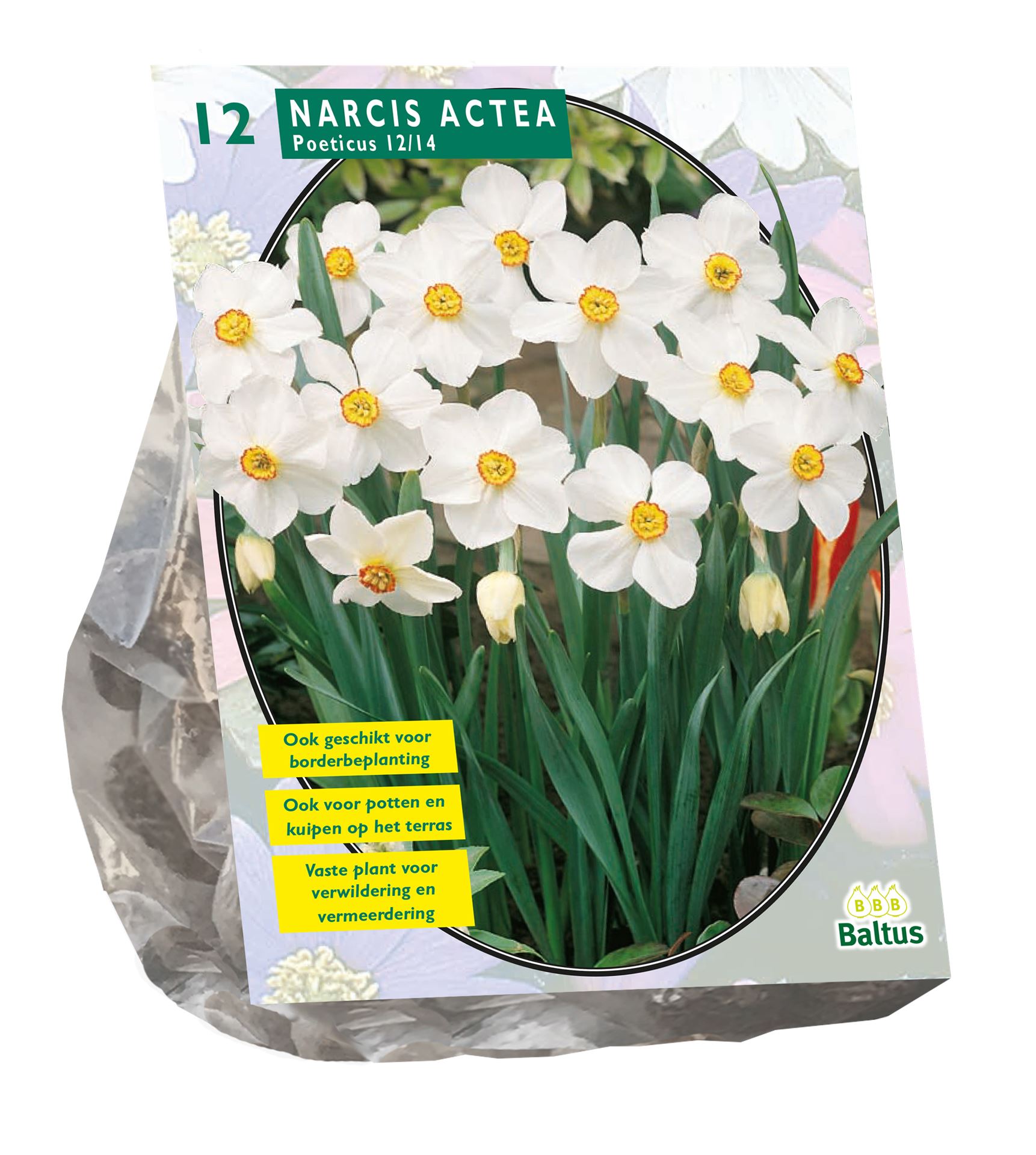 Baltus Narcis 'Actea' - -voorjaarsbloeiers - per 12 bollen
