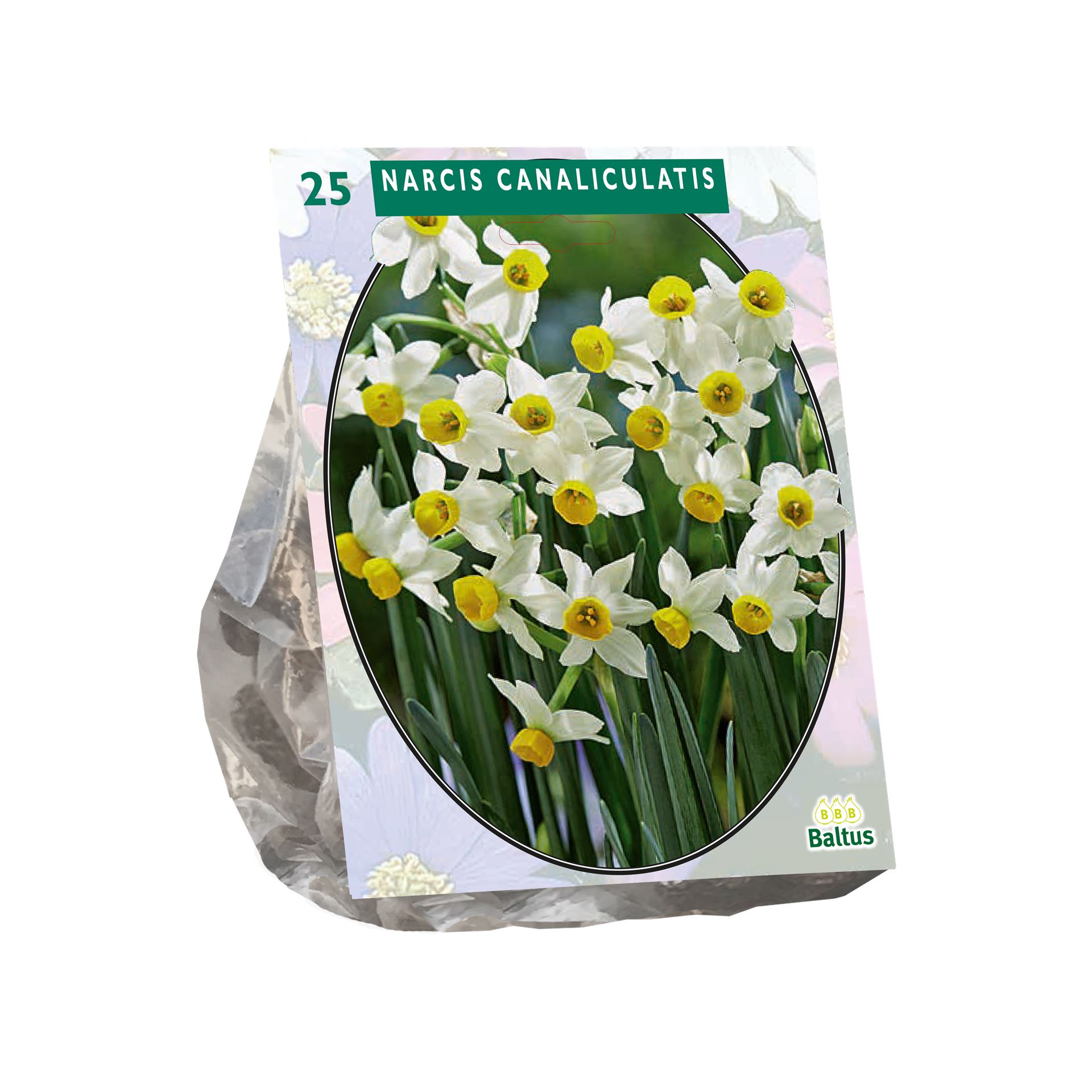 Baltus 'Narcis Canaliculatis' - voorjaarsbloeiers - 25 bollen