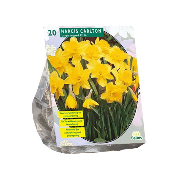 Baltus 'Narcis Carlton' - voorjaarsbloeiers - Geel - 20 bloembollen