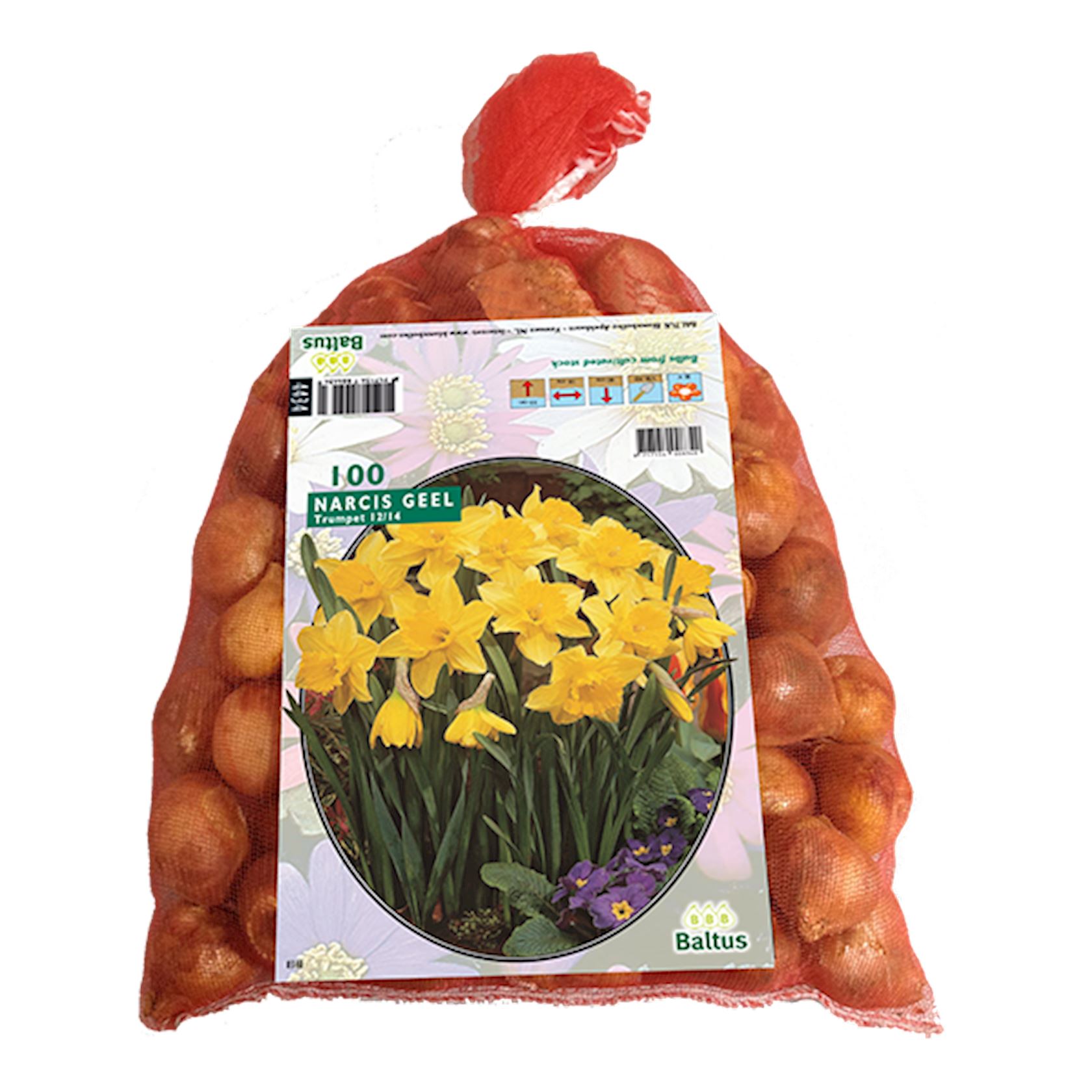 Baltus 'Narcis' Geel - voorjaarsbloeiers - 100 bollen