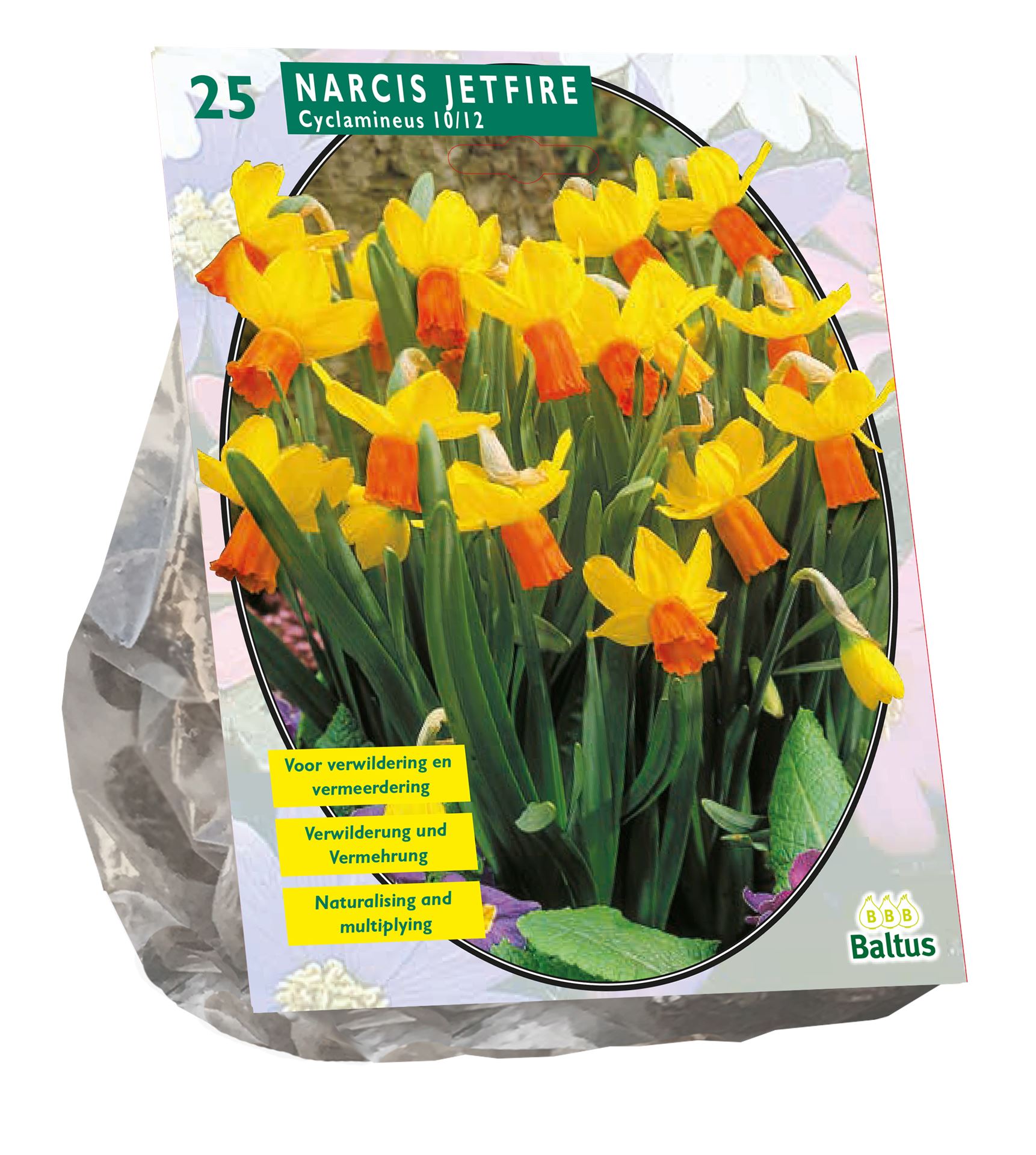 Baltus 'Narcis Mini Jetfire - Geel/Oranje' - voorjaarsbloeiers - 25 bollen