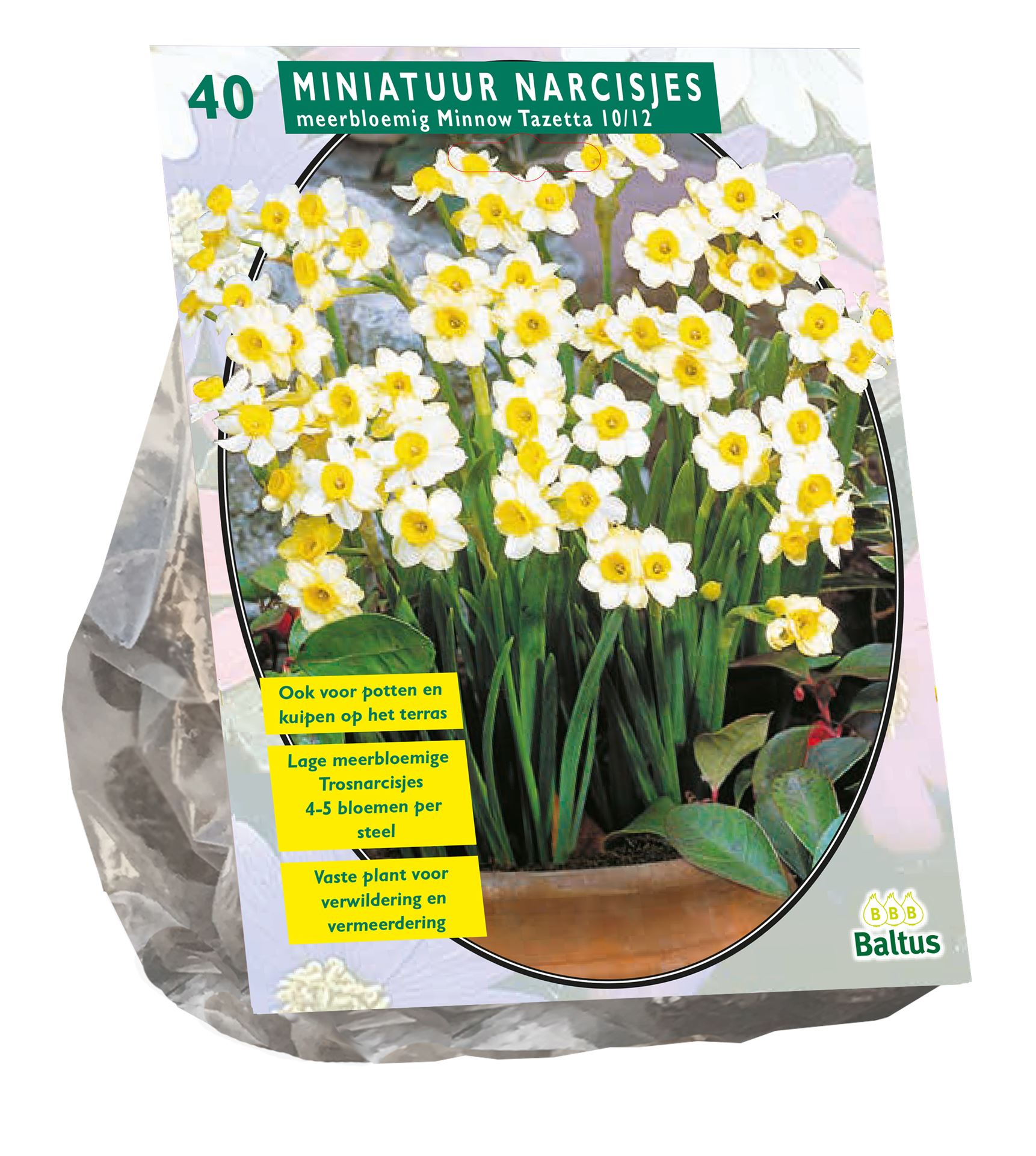 Baltus 'Narcis Mini Minnow' - voorjaarsbloeiers - 40 bollen
