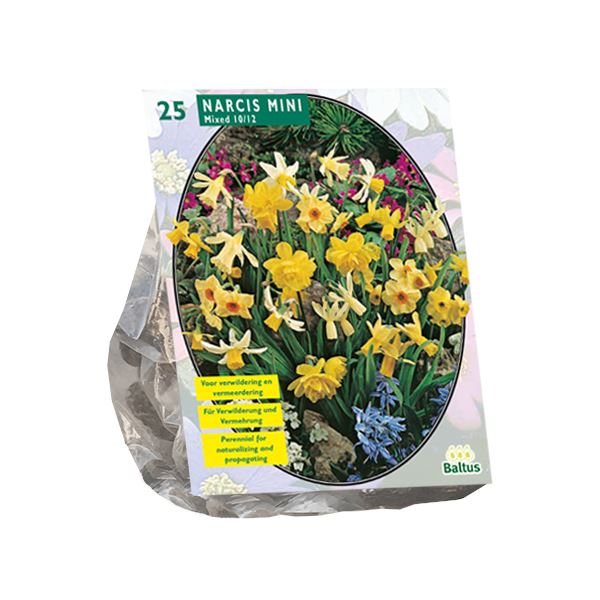 Baltus 'Narcis Mini' - voorjaarsbloeiers - Mix - 25 bollen