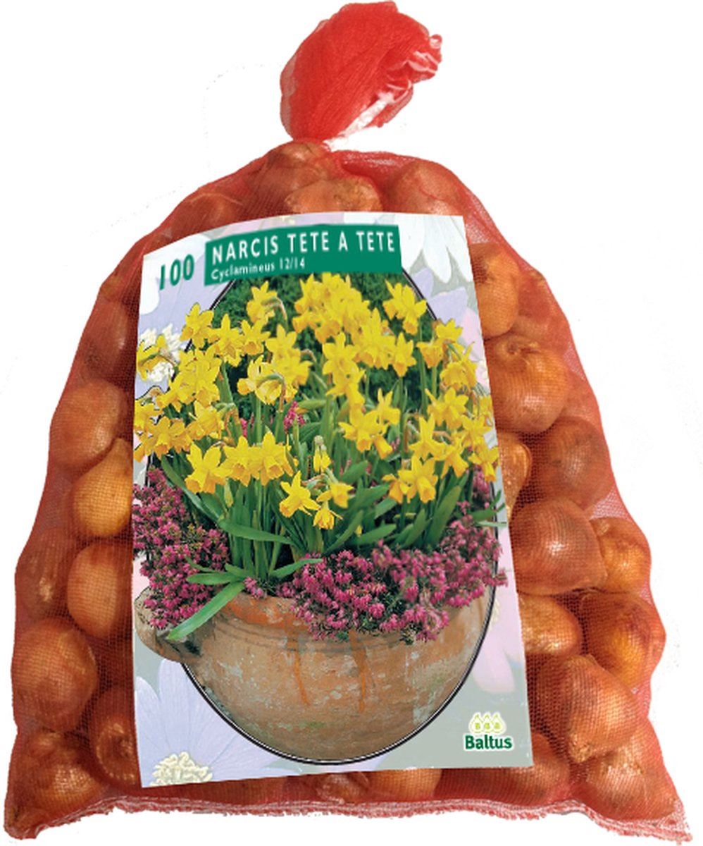 Baltus 'Narcis Mini Tête à Tête' - voorjaarsbloeiers - 100 bollen