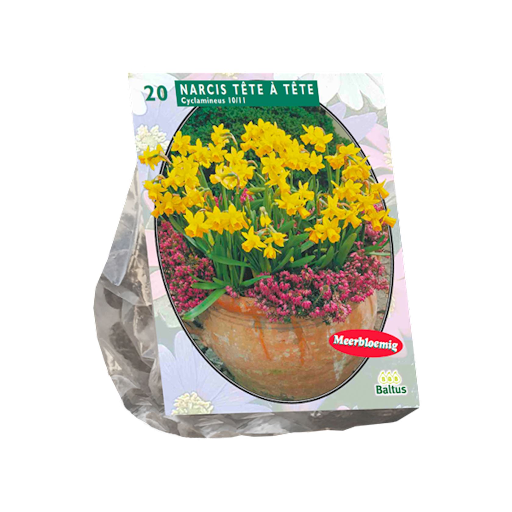 Baltus'Narcis Mini Tête à Tête'voorjaarsbloeiers - 20 bollen afbeelding