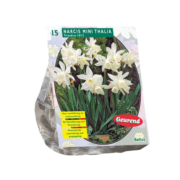 Baltus'Narcis Mini Thalia'voorjaarsbloeiers - 15 bollen afbeelding