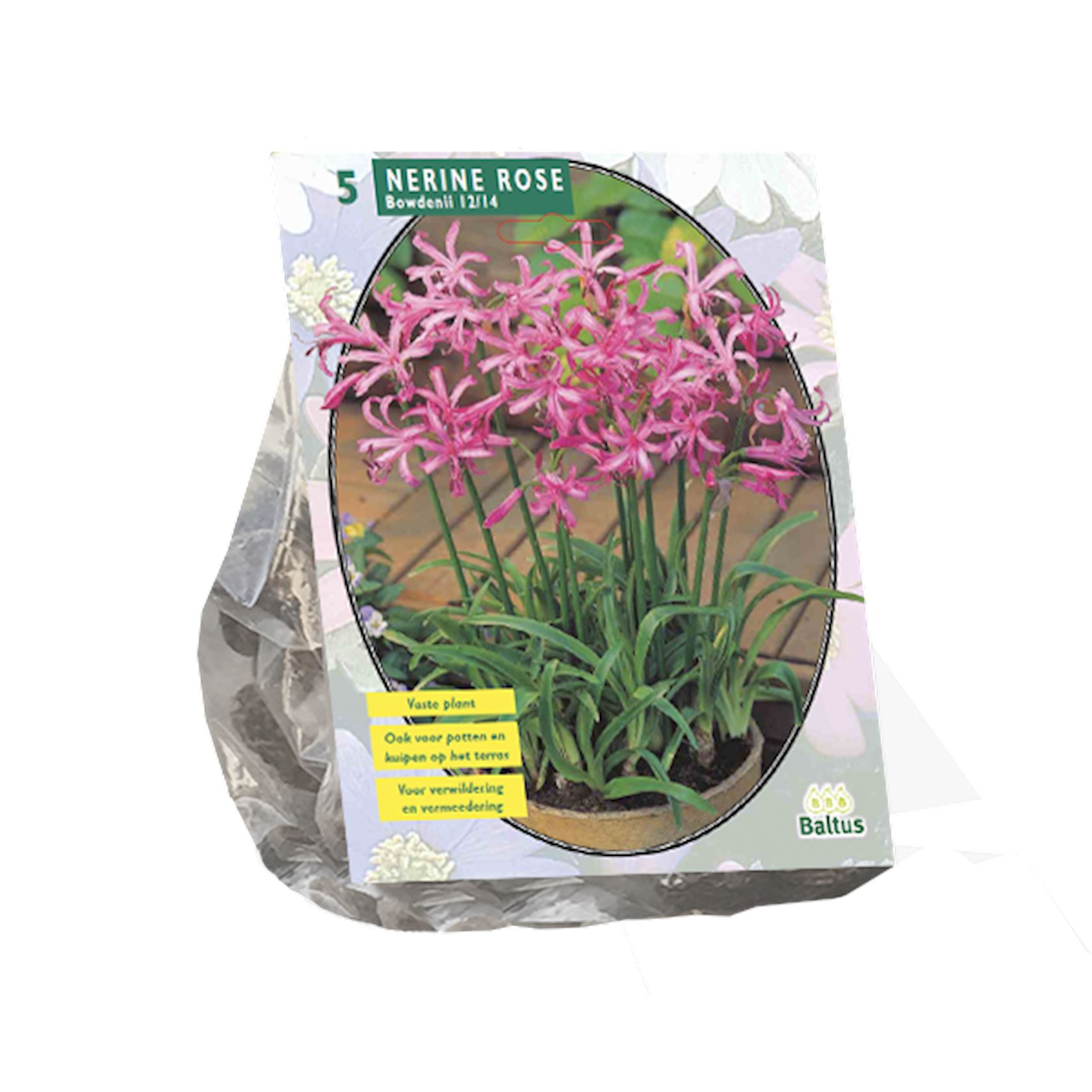 Nerine Bowdenii Roze afbeelding