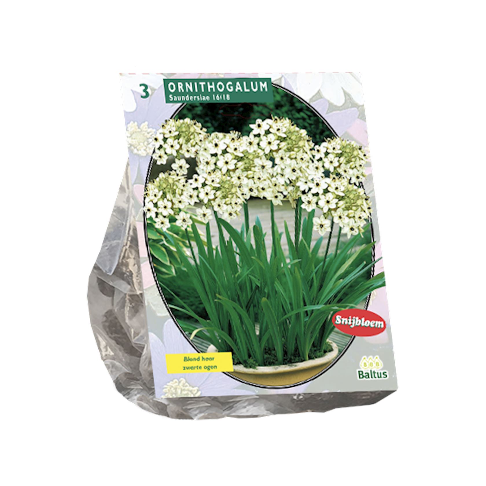 Baltus vogelmelk'Ornithogalum Saundersiae'- najaarsbloeiers - Per 3 bollen (wit) afbeelding