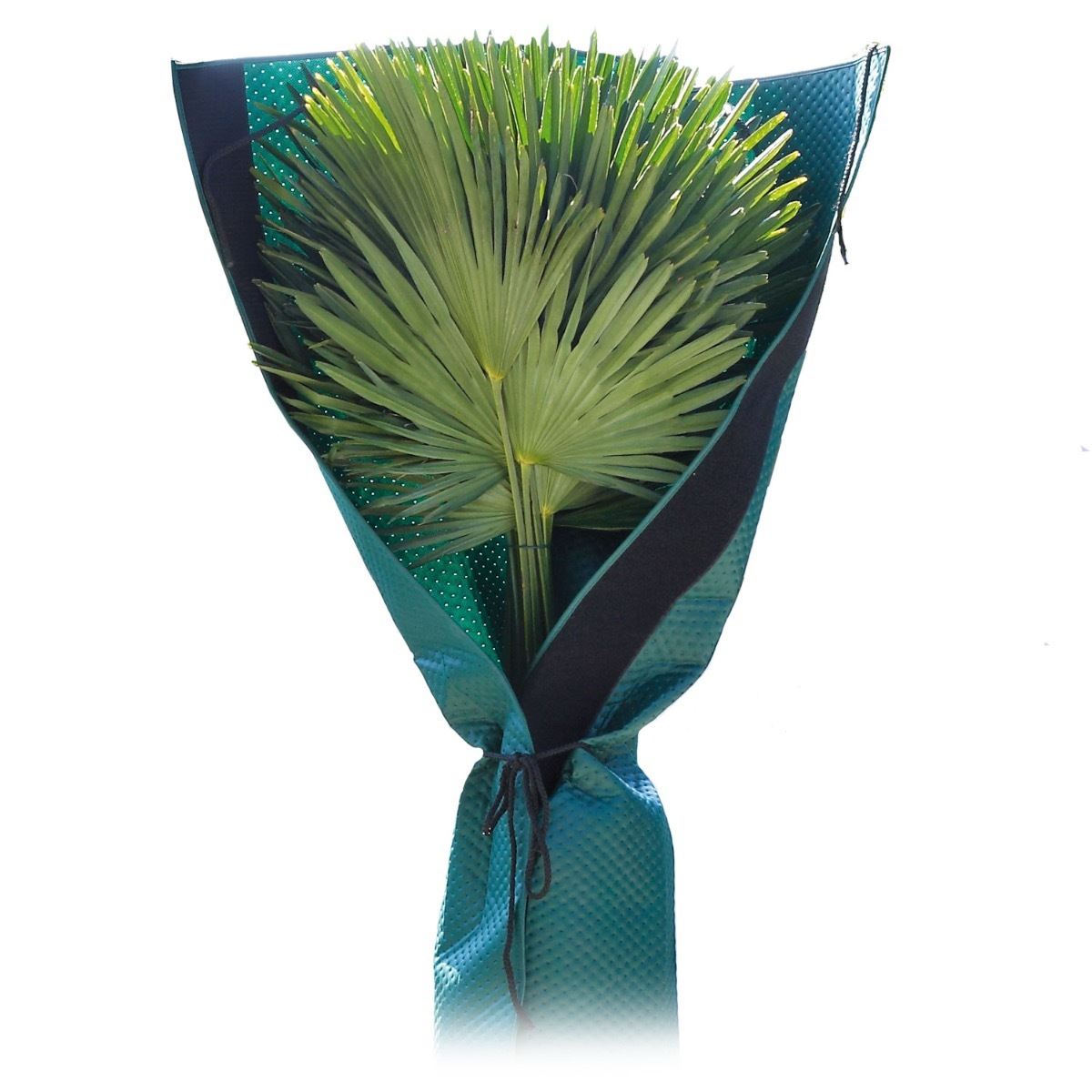 BioGreen plantenhoes voor palmen - geschikt tot H150 cm en stam metØ 35 cm afbeelding