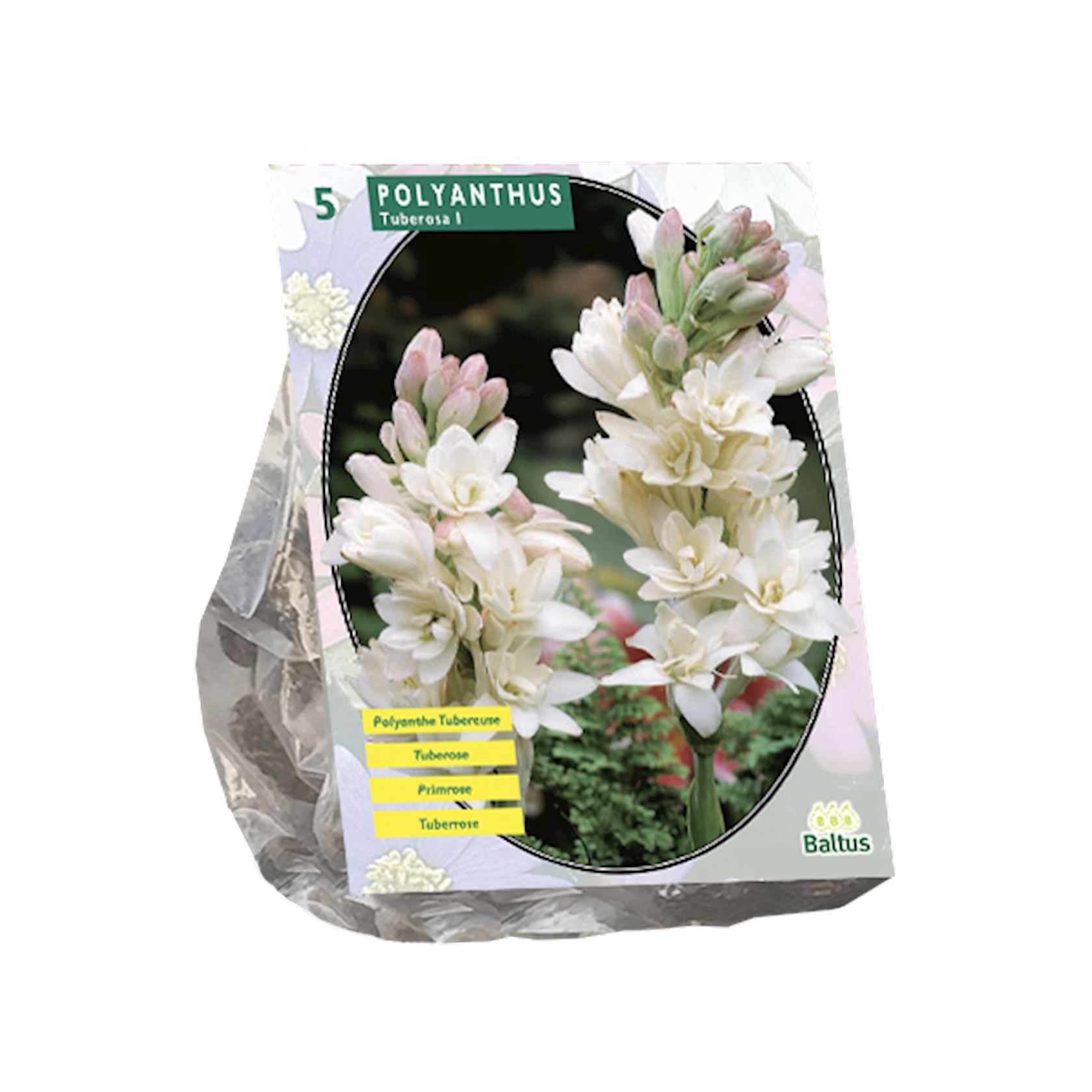Baltus primula/primrose (polianthus)'Polyanthus Tuberosa'- Najaarsbloeiers - Per 5 bollen (wit, roze) afbeelding