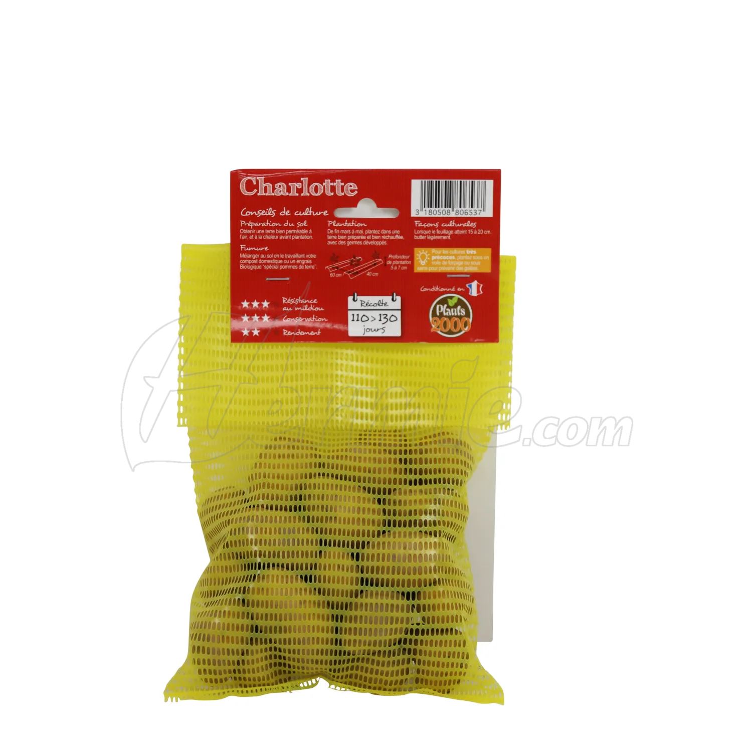 Pootaardappel Charlotte - zakje 25 stuks - Biologisch afbeelding