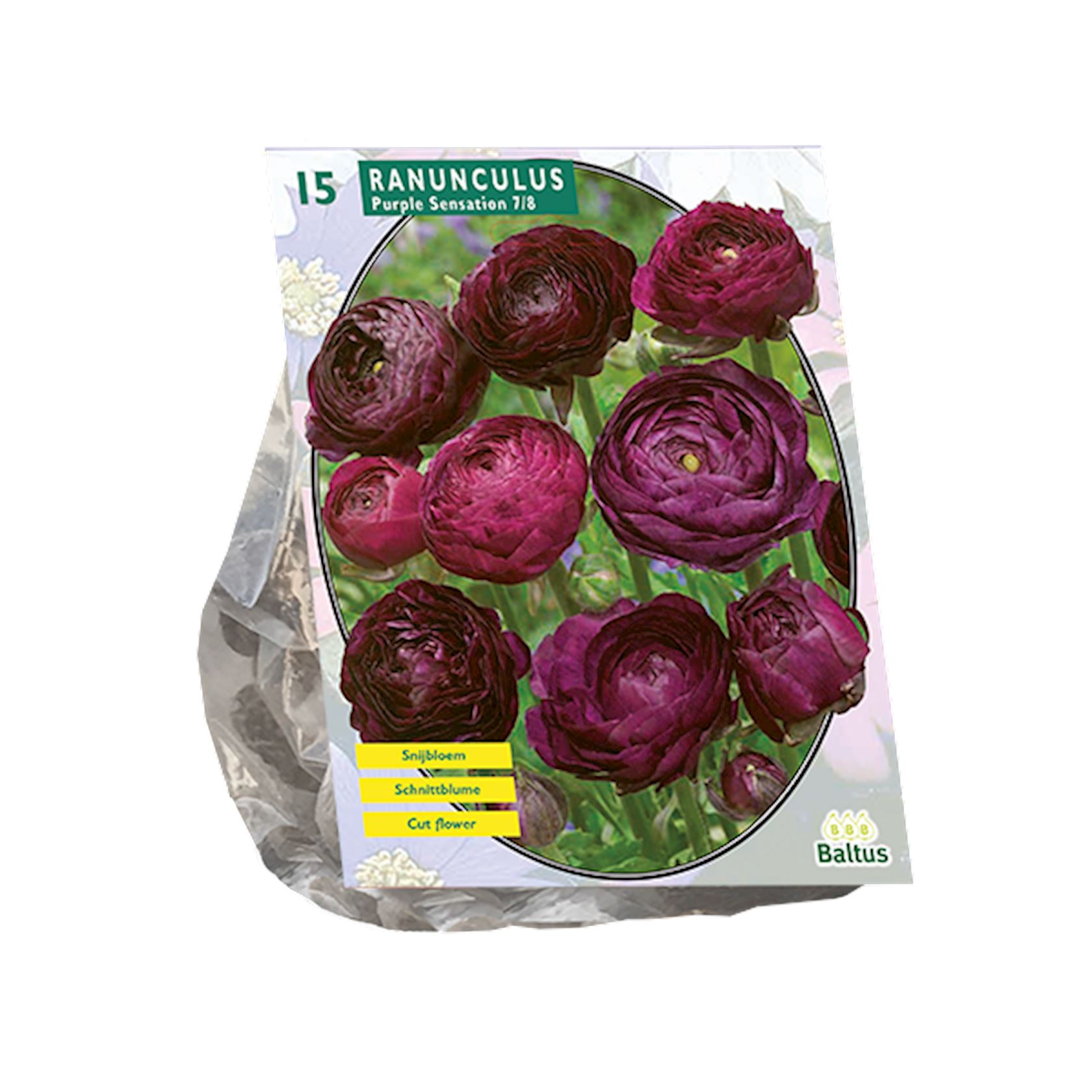 Baltus ranonkel Purple Sensation - Najaarsbloeiers - per 15 afbeelding