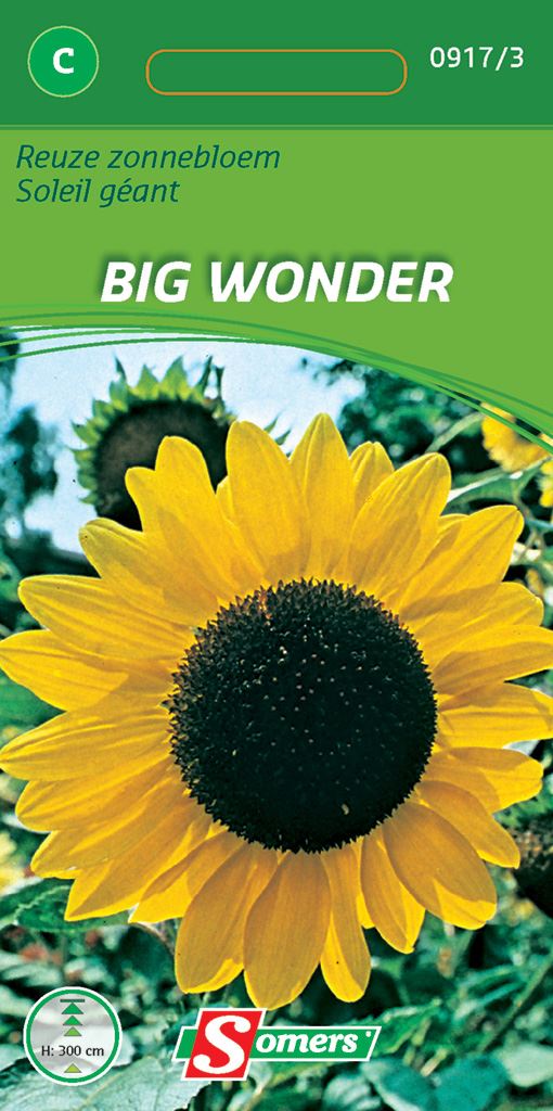 Somers - bloemzaden - Reuze Zonnebloem Big Wonder afbeelding