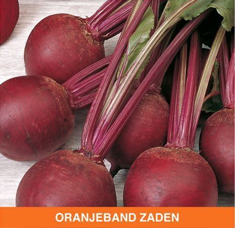 Oranjeband Rode Bieten zaden - Kogel Detroit 2 Bolivar - 50g afbeelding