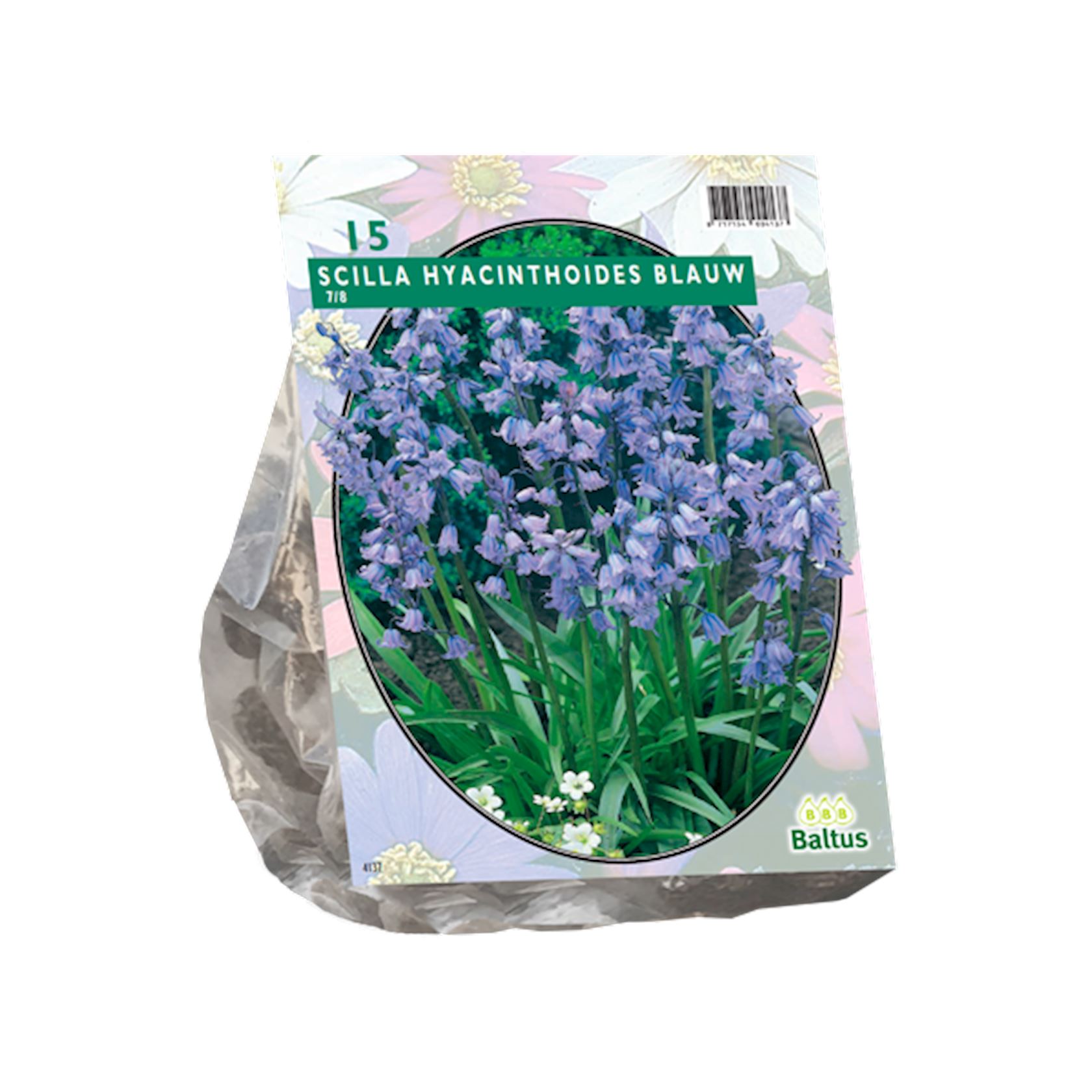 Baltus 'Scilla Hispanica' - Blauw - voorjaarsbloeiers - 15 bollen