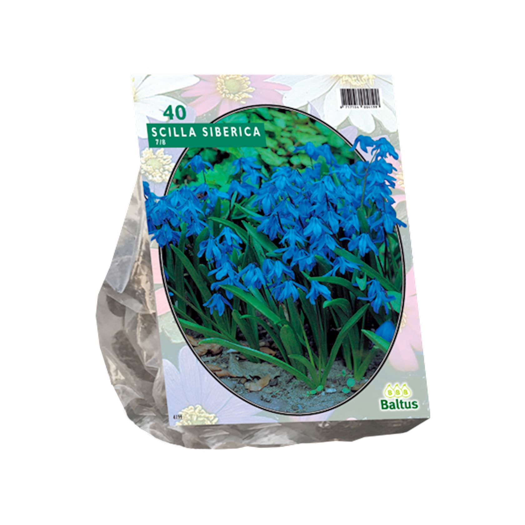 Baltus'Scilla Siberica'voorjaarsbloeiers - 40 bollen afbeelding