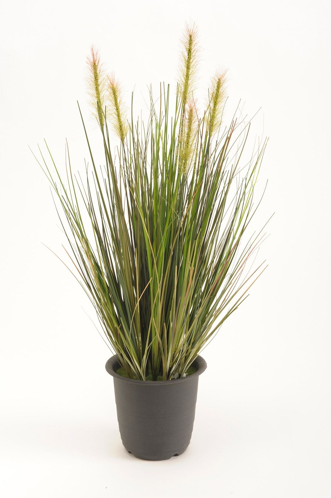 Emerald siergras groen 45cm afbeelding