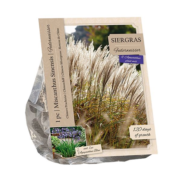 Baltus Miscanthus Sinensis Federweisser&Agapanthus Blue - 2 stuks - Siergras&Vaste plant afbeelding