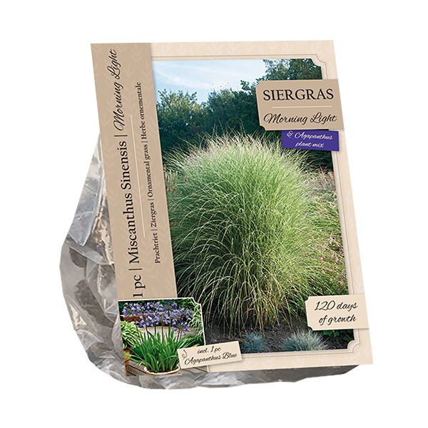 Baltus Miscanthus Sinensis Morning Light&Agapanthus Blue - 2 stuks - Siergras&Vaste plant afbeelding