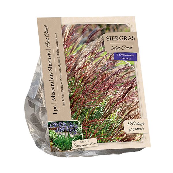 Baltus Miscanthus Sinensis Red Chief&Agapanthus Blue - 2 stuks - Siergras&Vaste plant afbeelding