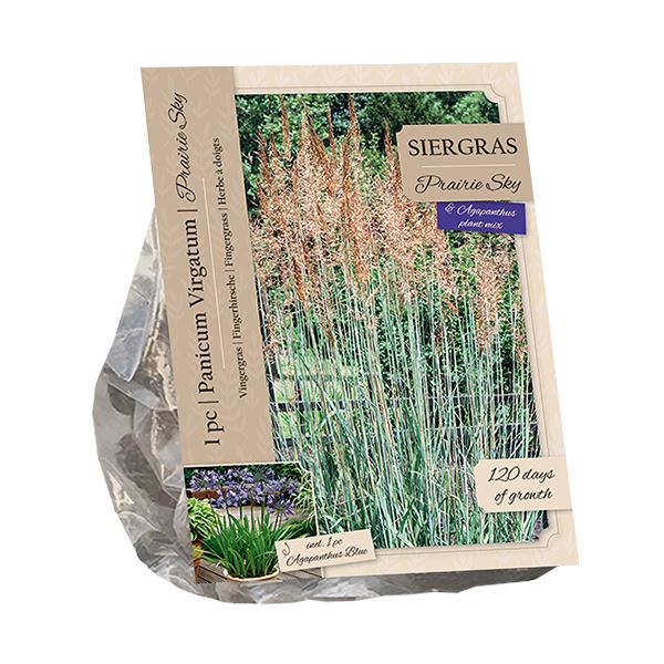 Baltus Panicum Prairie Sky&Agapanthus Blue - 2 stuks - Siergras&Vaste plant afbeelding
