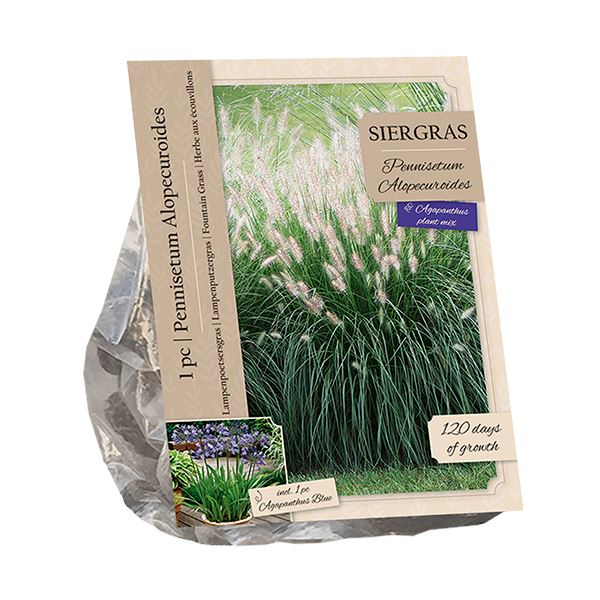 Baltus Pennisetum Alopecuroides&Agapanthus Blue - 2 stuks - Siergras&Vaste plant afbeelding