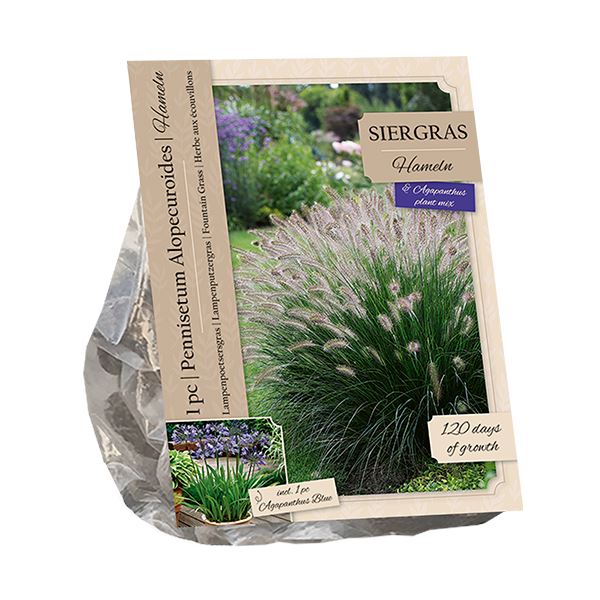 Baltus Pennisetum Alopecuroides Hameln&Agapanthus Blue - 2 stuks - Siergras&Vaste plant afbeelding