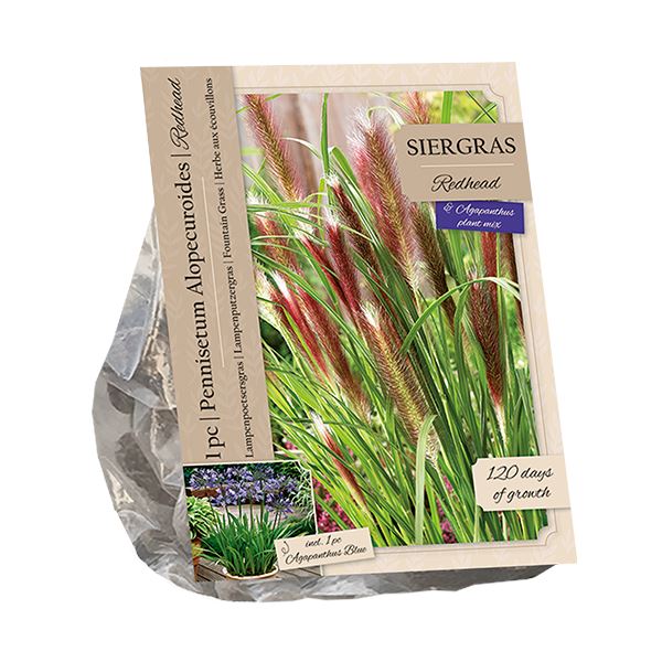 Baltus Pennisetum Red Head&Agapanthus Blue - 2 stuks - Siergras&Vaste plant afbeelding