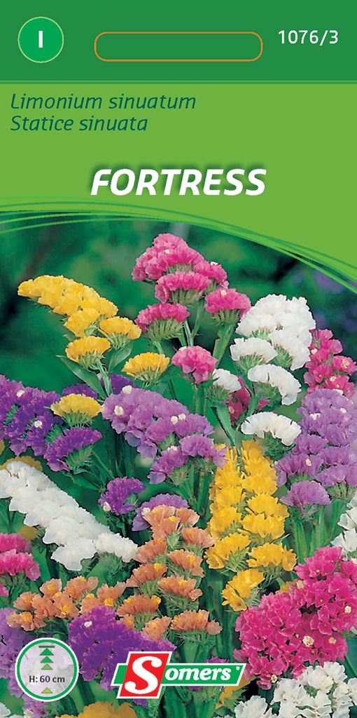 Somers Limonium Sinuatum Fortress afbeelding