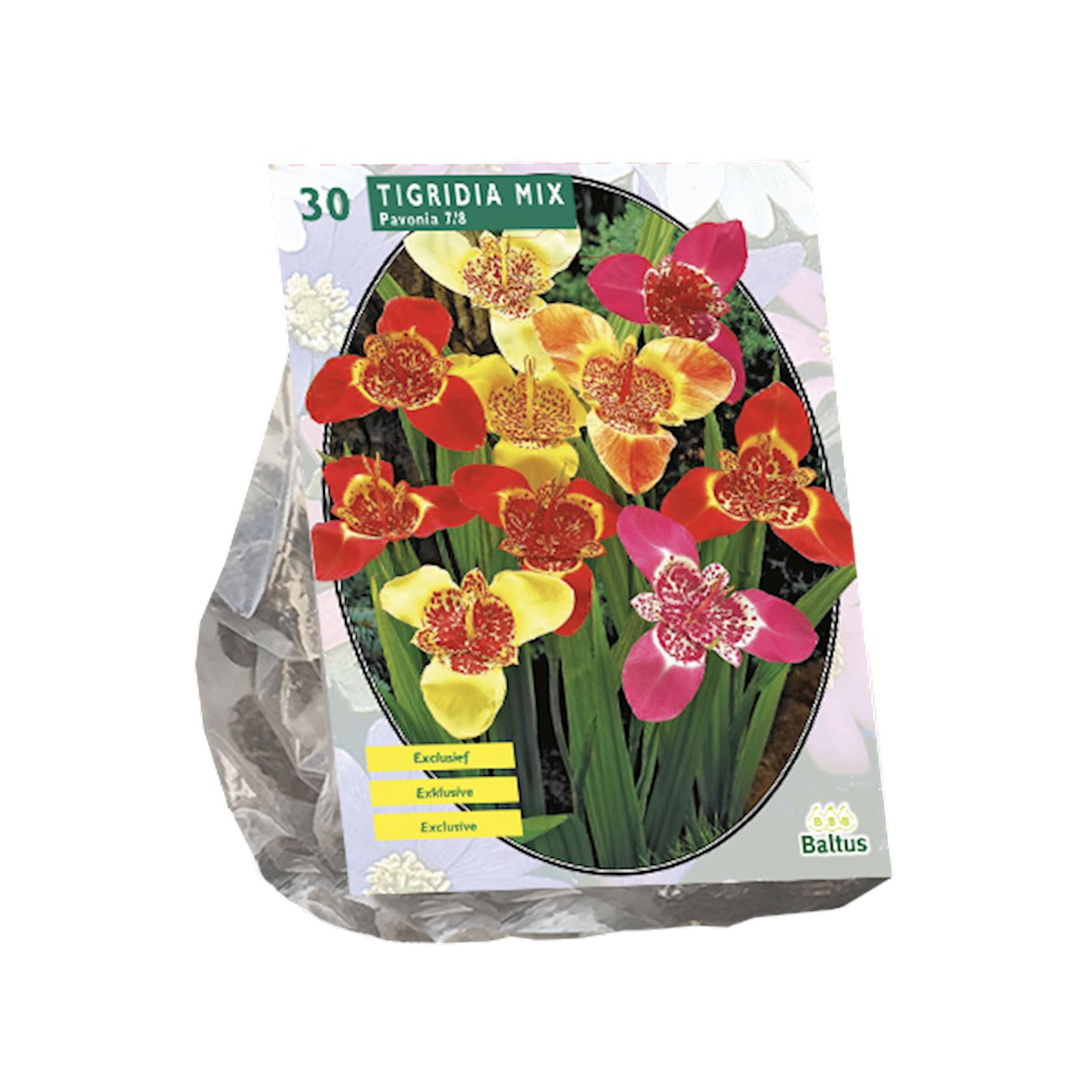 Baltus tijgerbloem'Tigridia Pavonia'- Mix - Voorjaarsbloeiers - Per 30 bollen (rood, geel, oranje) afbeelding
