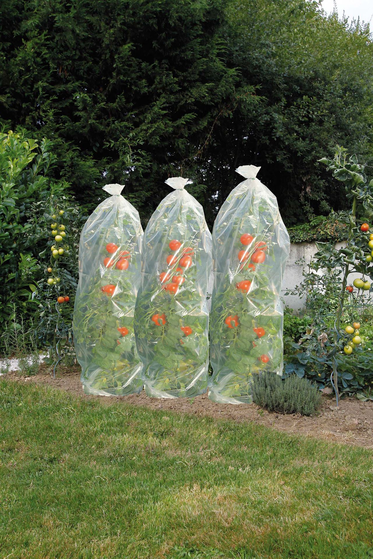 Nature tomatenfoliehoes - transparant - 15m x diameter 50cm afbeelding