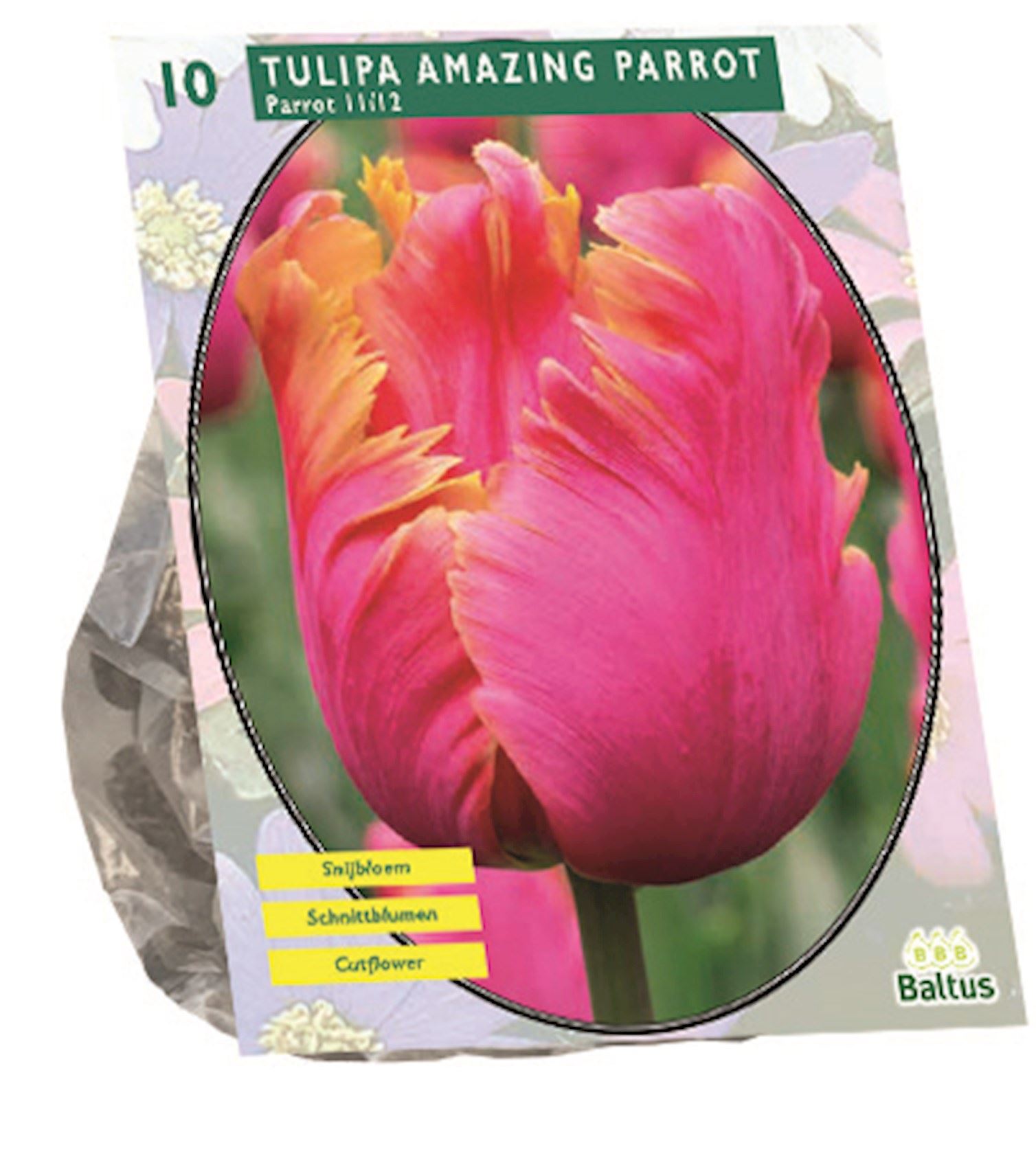Baltus 'Tulipa Amazing Parrot' - voorjaarsbloeiers - Parkiet - 10 bollen