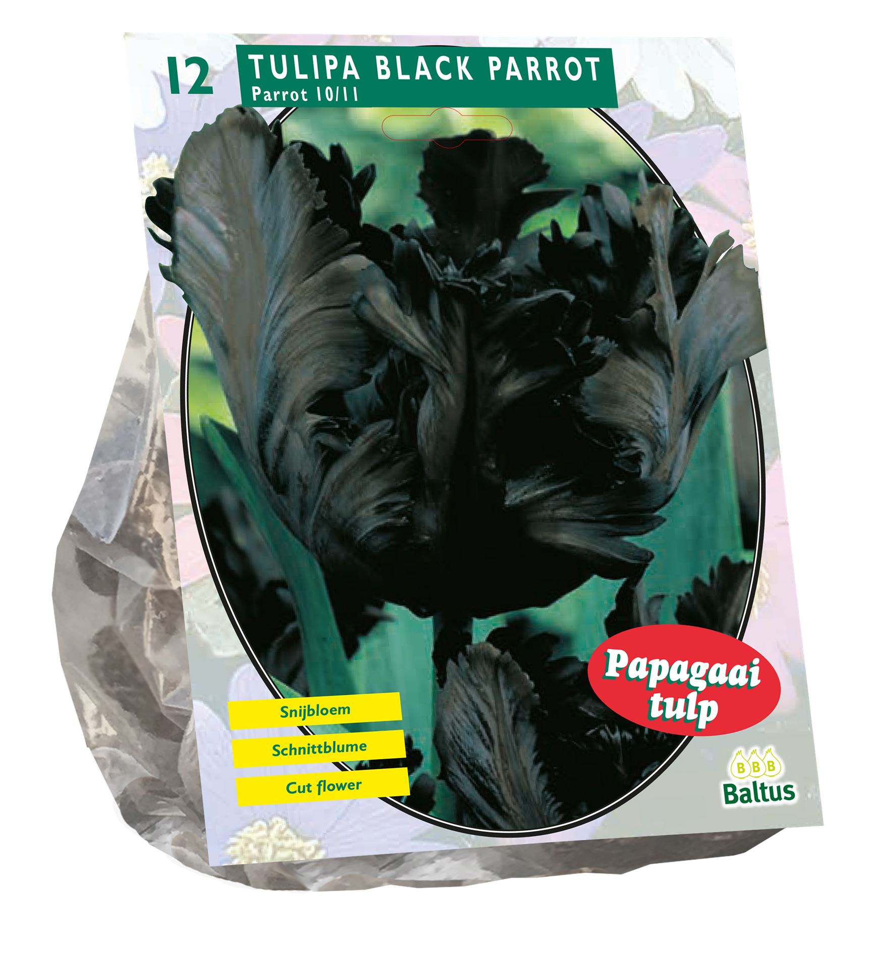 Baltus 'Tulipa Black Parrot' - voorjaarsbloeiers - Parkiet - 12 bollen