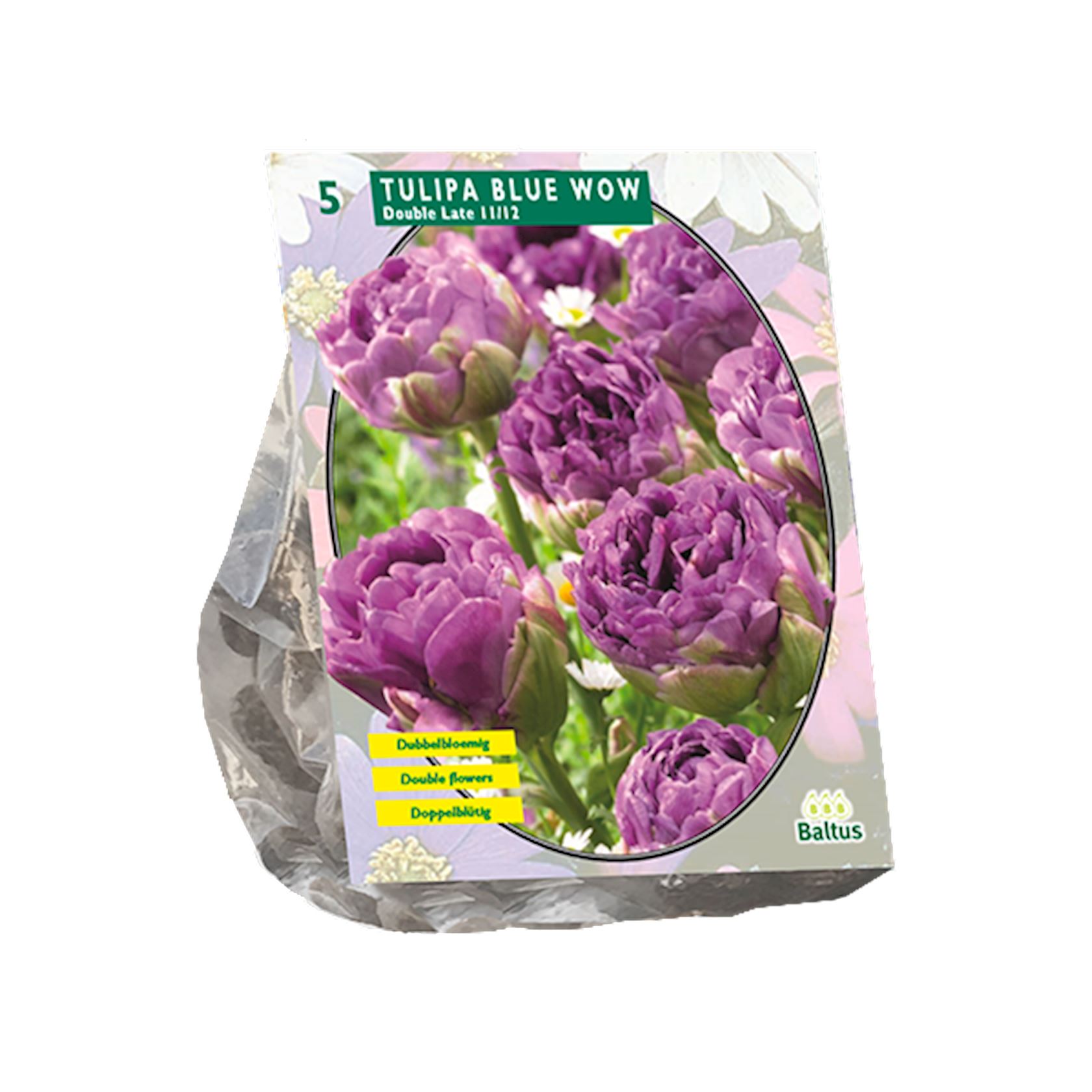 Baltus 'Tulipa Blue Wow' - voorjaarsbloeiers - 5 bollen