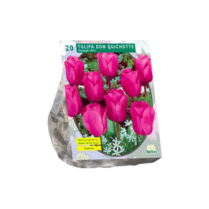 Baltus Tulipa Don Quichotte Triumph - Bloembollen - 12 stuks