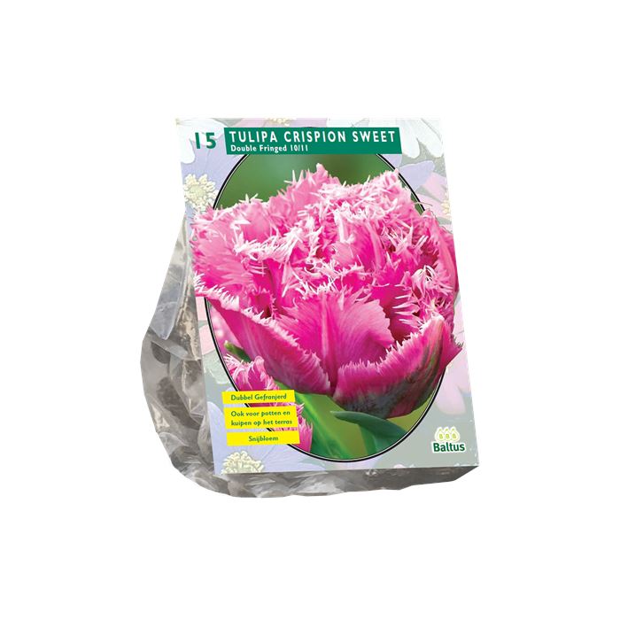 Baltus Tulipa Dubbel gefranjerd Crispion Sweet - Bloembollen - 10 stuks