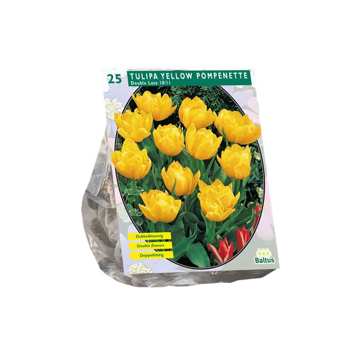 Tulipa Yellow Pompenette Bloembollen - 15 stuks - Dubbel Laat - Geel