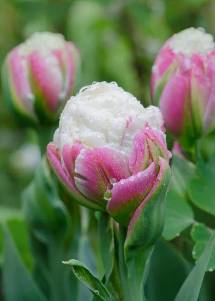 Baltus Tulipa Ice Cream mix - Bloembollen - 5 stuks
