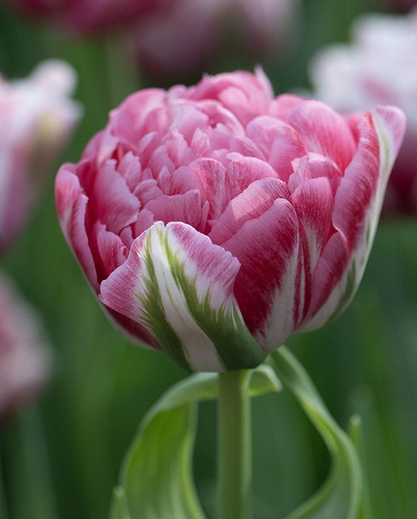 Baltus Tulipa Marshmallow mix - Bloembollen - 9 stuks