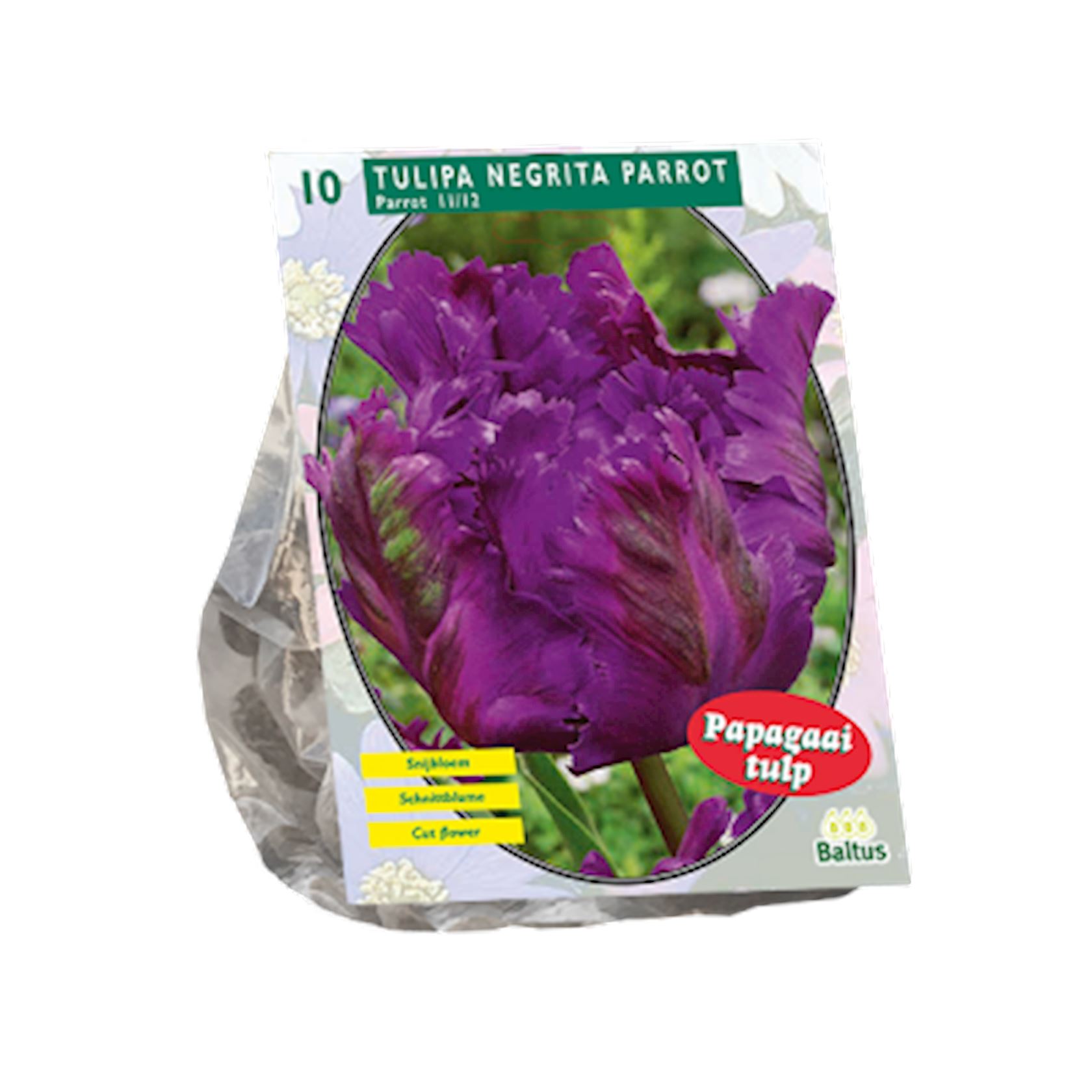 Baltus 'Tulipa Negrita Parrot' - voorjaarsbloeiers - Parkiet - 10 bollen