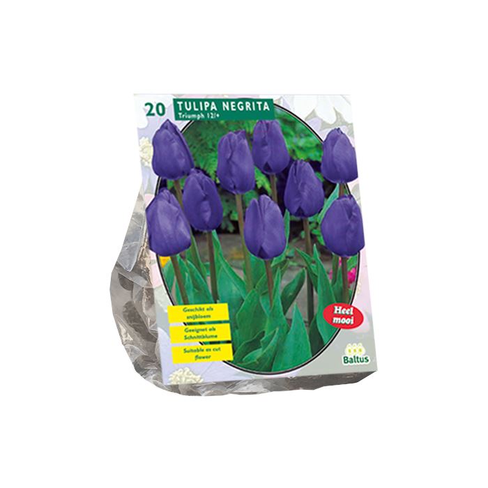 Baltus Tulipa Negrita, Triumph - Klassieke komvorm - 12 stuks