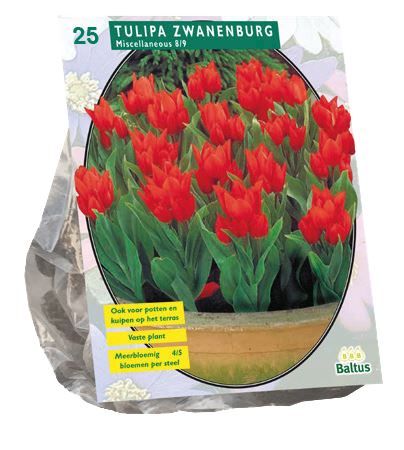 Baltus 'Tulipa Praestans Zwanenburg' - voorjaarsbloeiers - 25 bollen