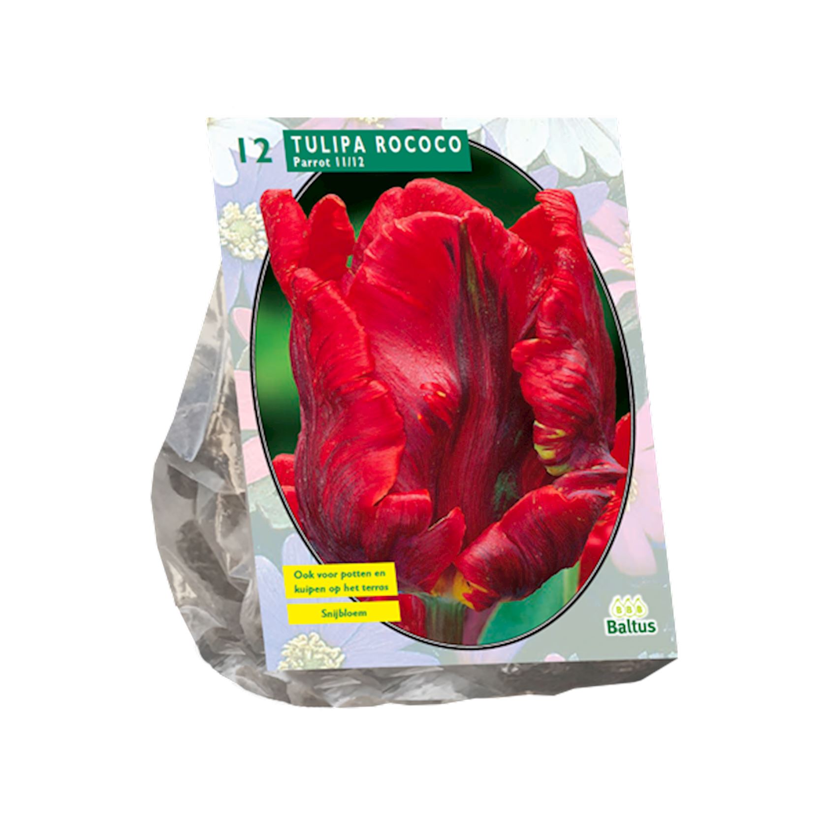 Baltus 'Tulipa Rococo Parrot' - voorjaarsbloeiers - Parkiet - 12 bollen