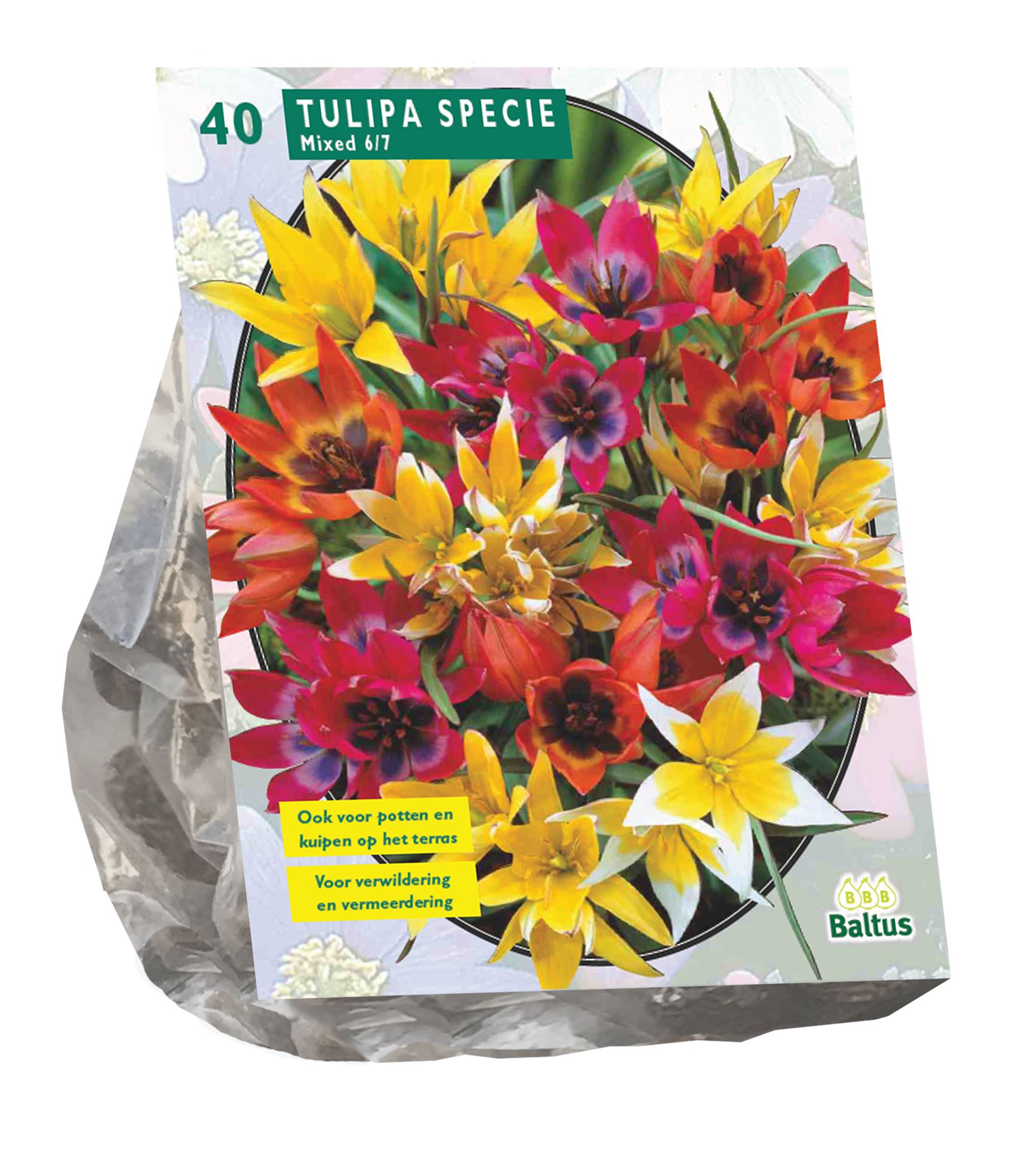 Baltus 'Tulipa Specie' - voorjaarsbloeiers - Mix - 40 bollen